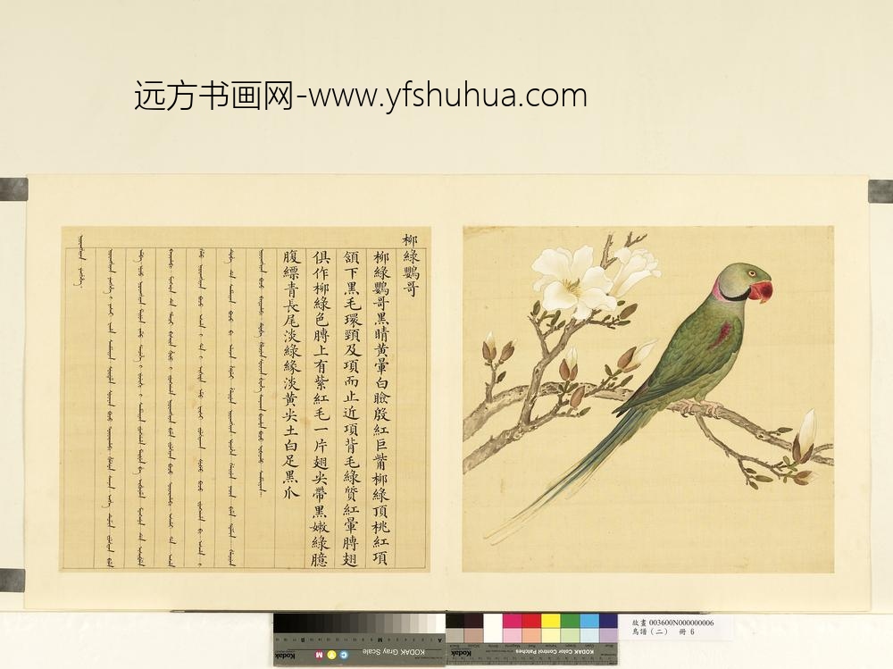 鸟谱（二）册柳绿鹦哥