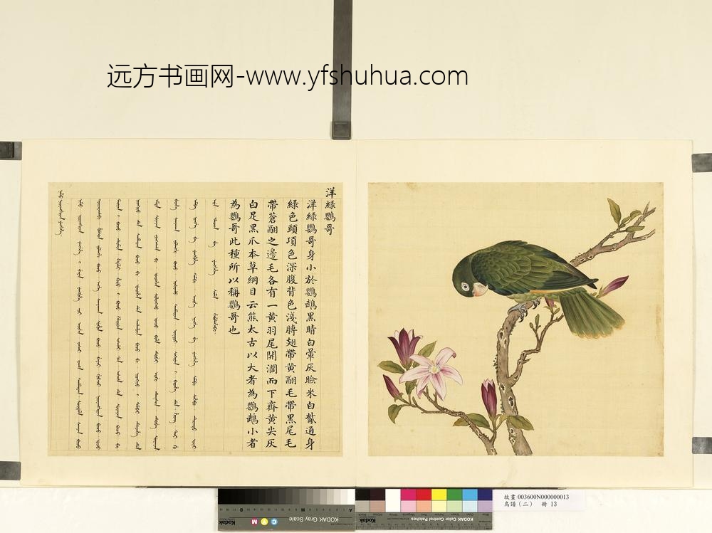 鸟谱（二）册洋绿鹦哥