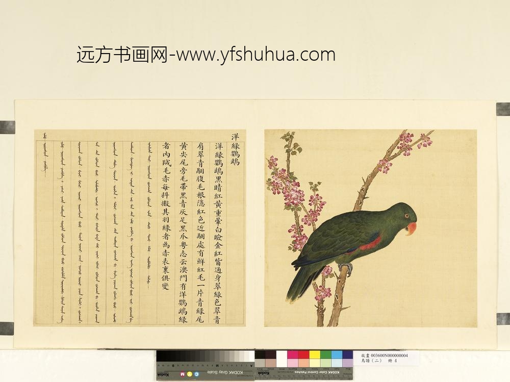 鸟谱（二）册洋绿鹦鹉