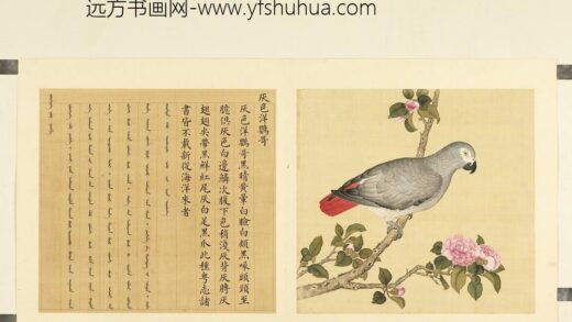 鸟谱（二）册灰色洋鹦哥.jpg
