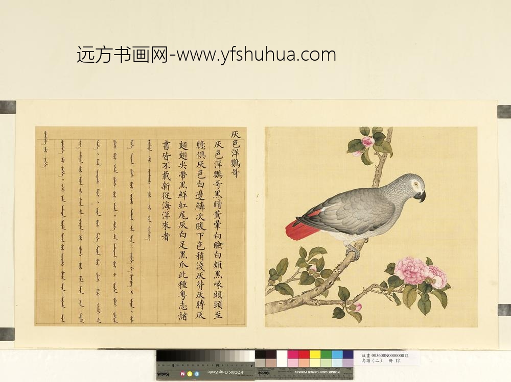 鸟谱（二）册灰色洋鹦哥