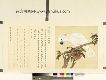 鸟谱（二）册牙色里毛大白鹦鹉.jpg