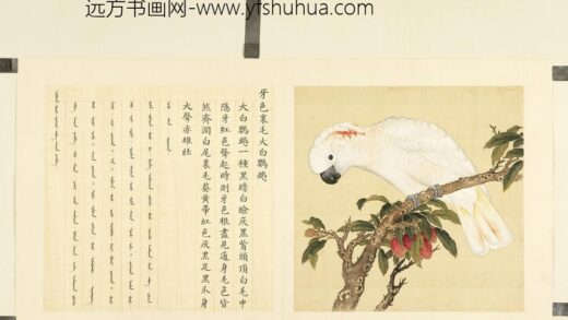 鸟谱（二）册牙色里毛大白鹦鹉.jpg