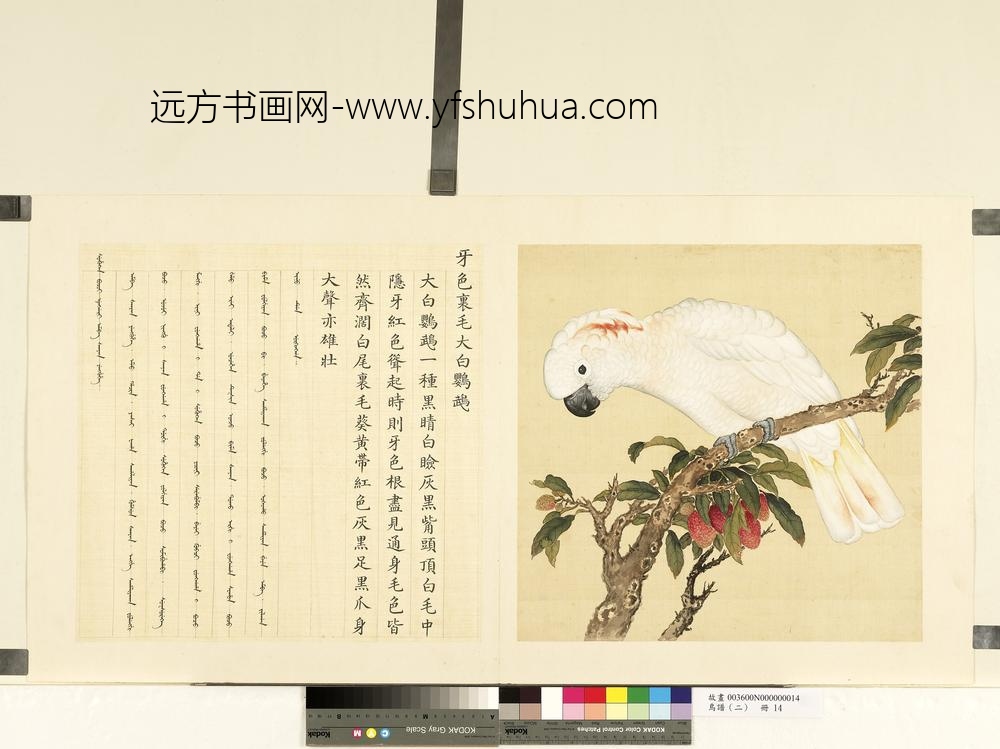 鸟谱（二）册牙色里毛大白鹦鹉