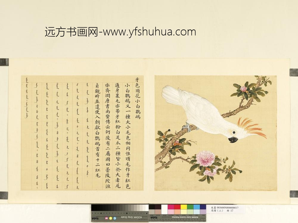 鸟谱（二）册牙色顶花小白鹦鹉