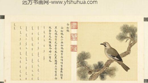 鸟谱（二）册白松鸦.jpg