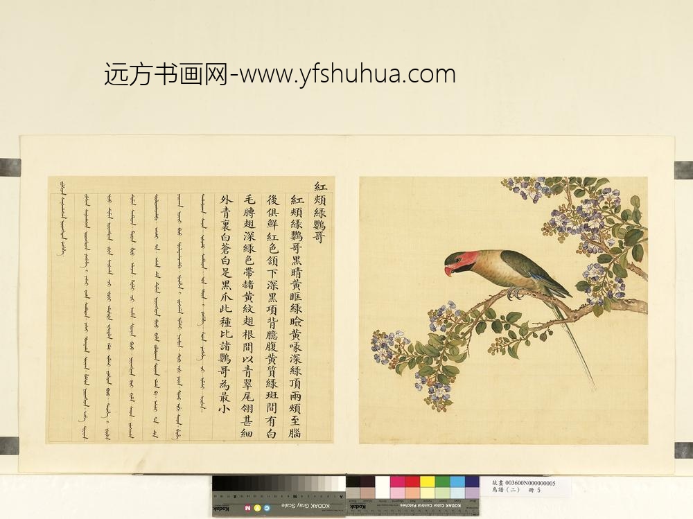 鸟谱（二）册红颊绿鹦哥