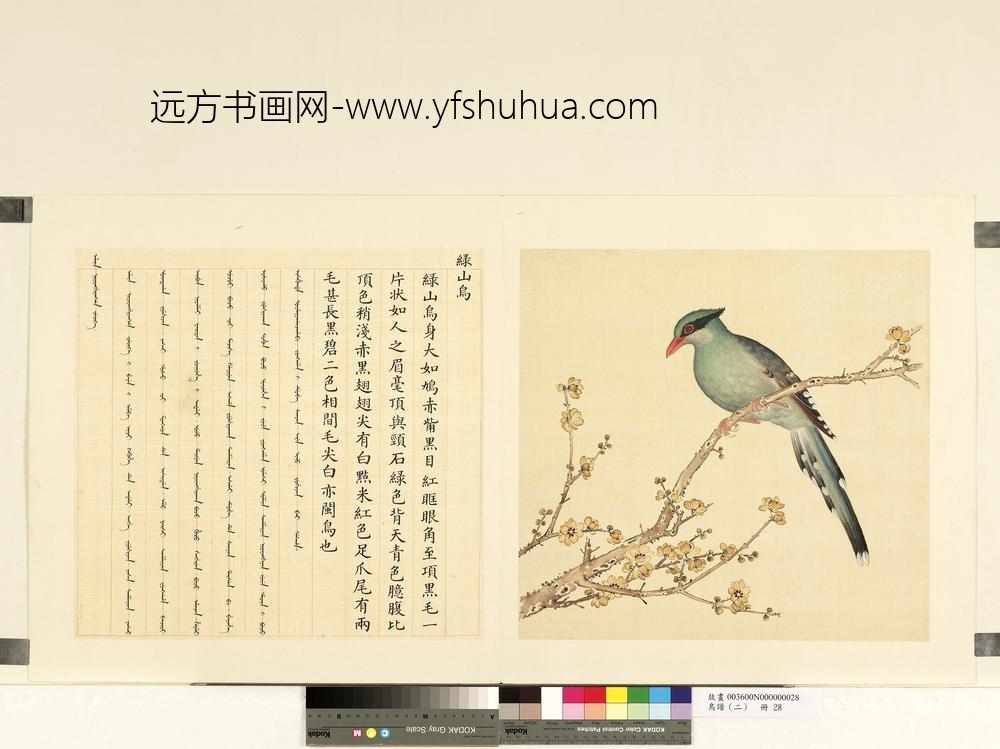 鸟谱（二）册绿山乌