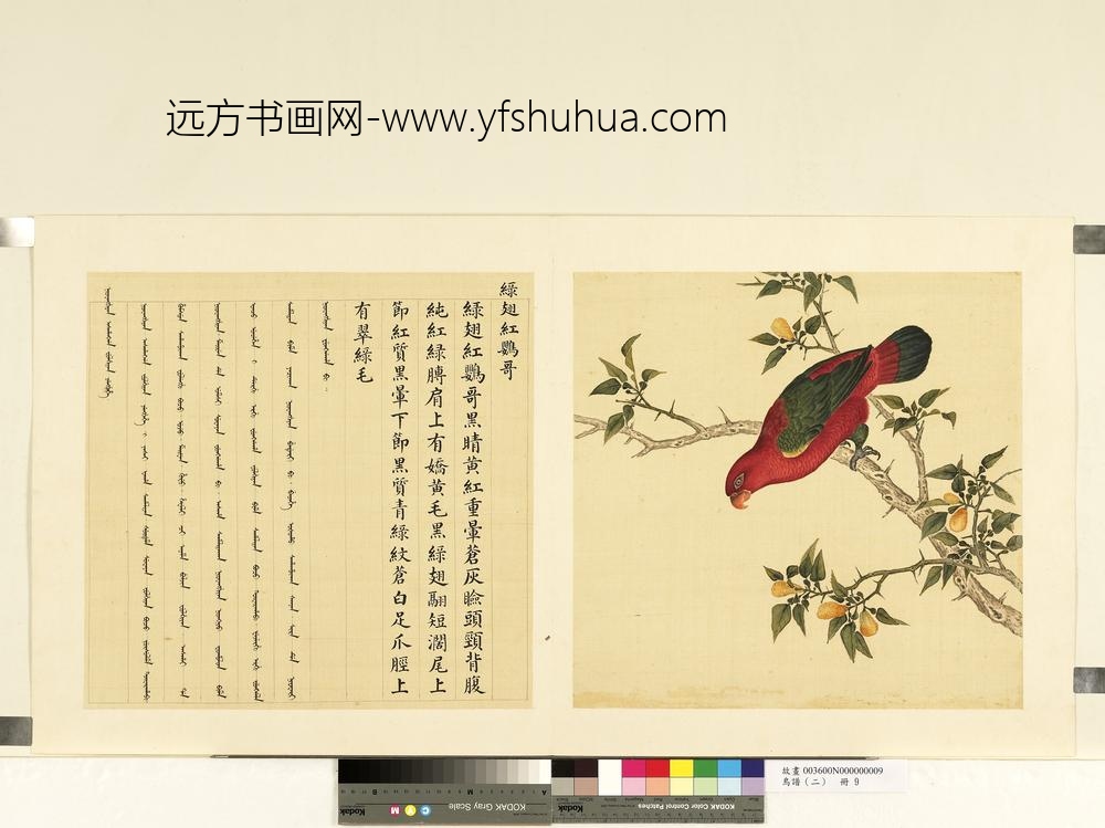 鸟谱（二）册绿翅红鹦哥