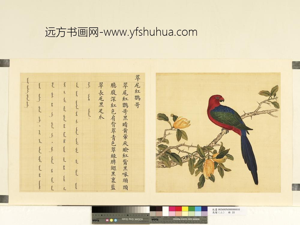 鸟谱（二）册翠尾红鹦哥