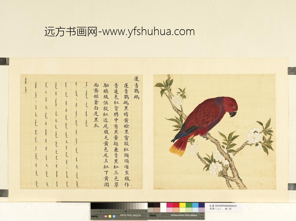 鸟谱（二）册莲青鹦鹉