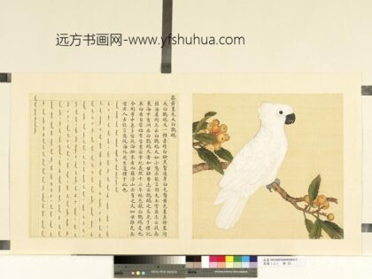 鸟谱（二）册葵黄里毛大白鹦鹉.jpg