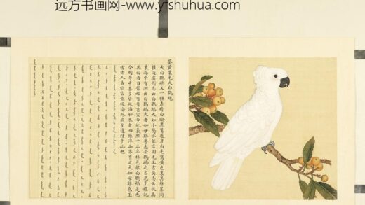 鸟谱（二）册葵黄里毛大白鹦鹉.jpg