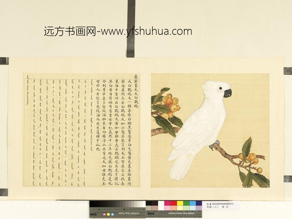 鸟谱（二）册葵黄里毛大白鹦鹉