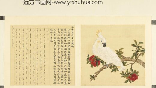 鸟谱（二）册葵黄顶花小白鹦鹉.jpg