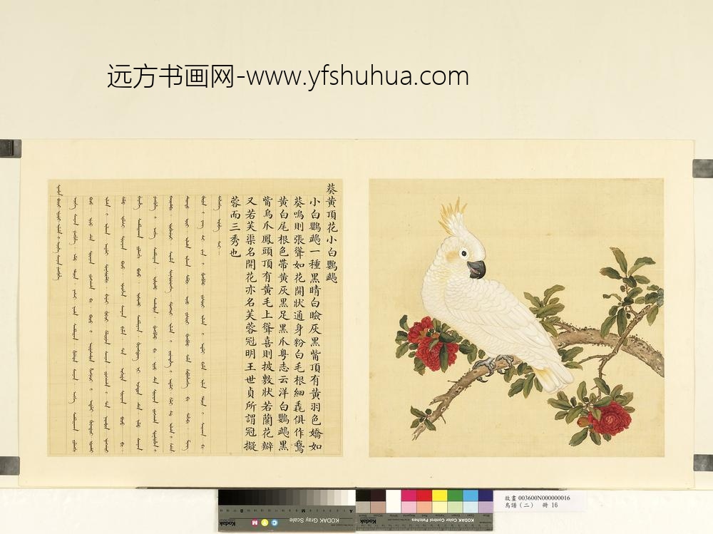 鸟谱（二）册葵黄顶花小白鹦鹉