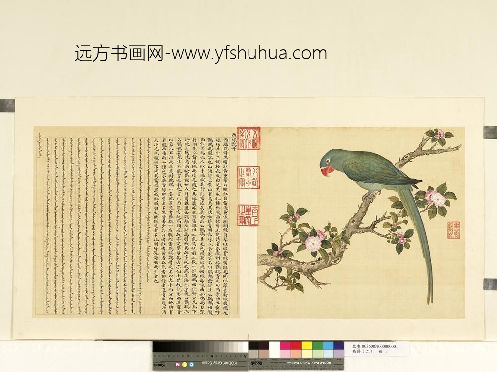 鸟谱（二）册西绿鹦哥