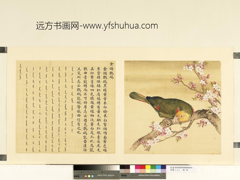 鸟谱（二）册金头鹦鹉