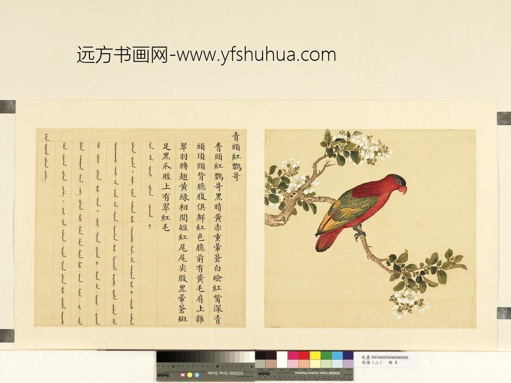 鸟谱（二）册青头红鹦哥