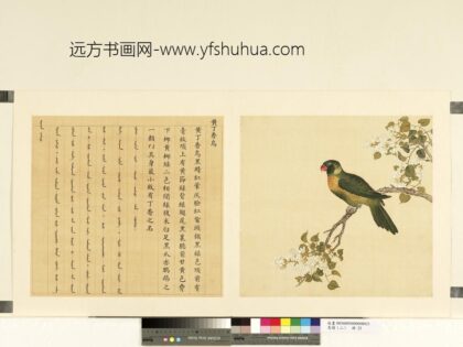 鸟谱（二）册黄丁香鸟.jpg