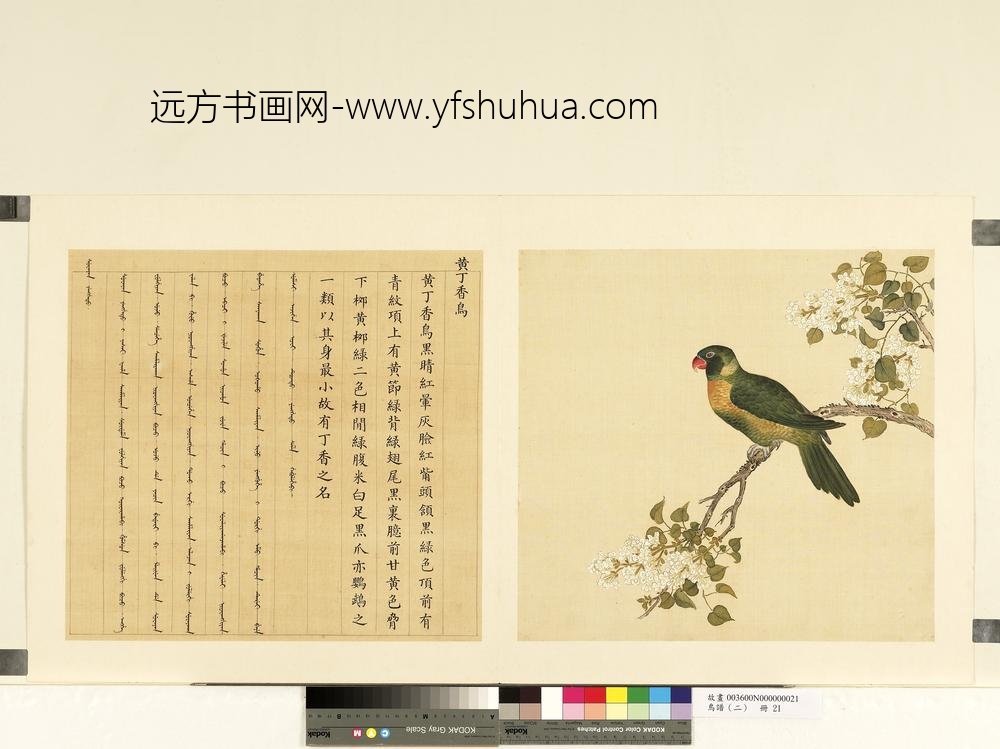 鸟谱（二）册黄丁香鸟