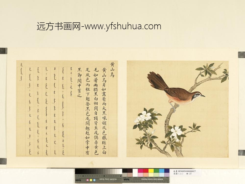 鸟谱（二）册黄山乌