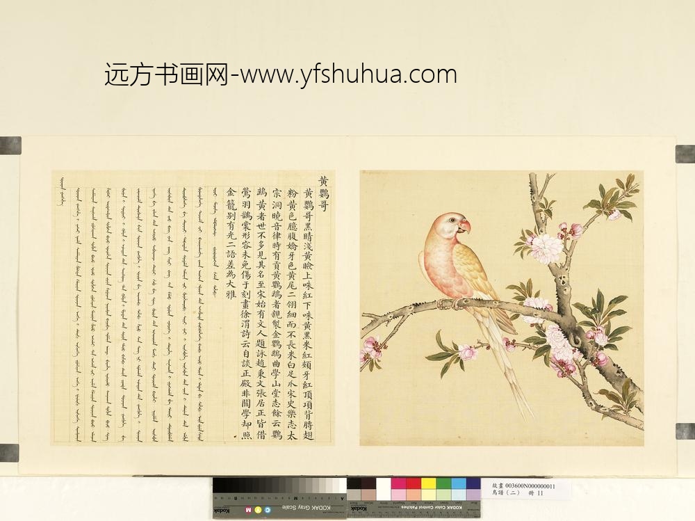 鸟谱（二）册黄鹦哥