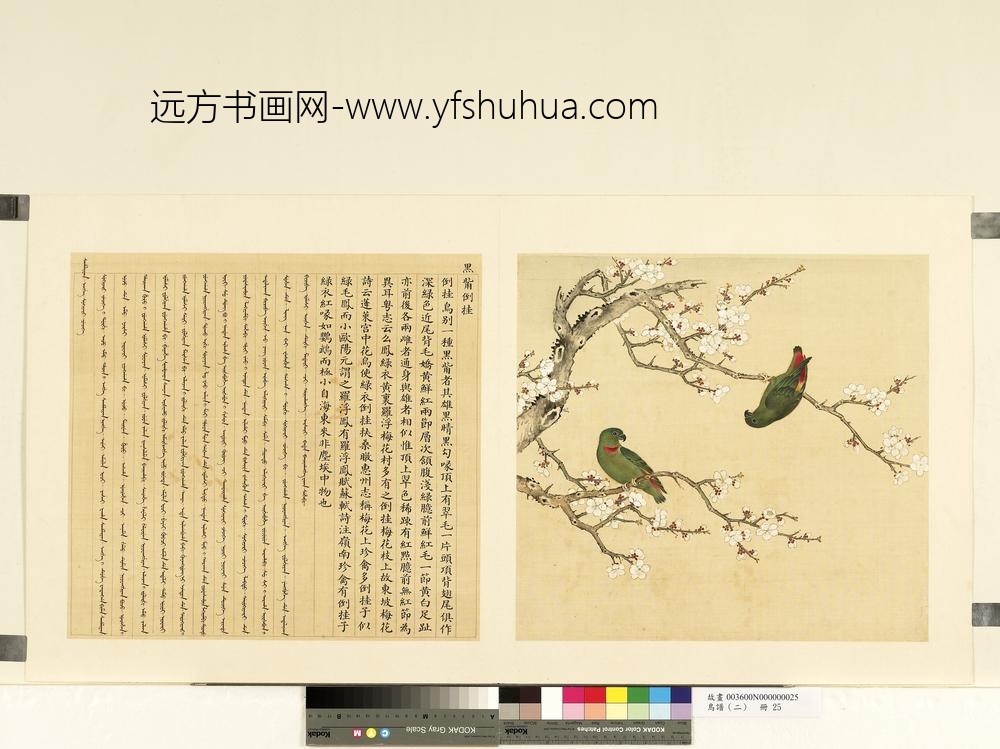 鸟谱（二）册黑嘴倒挂