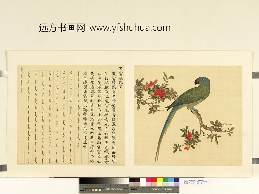 鸟谱（二）册黑嘴绿鹦哥