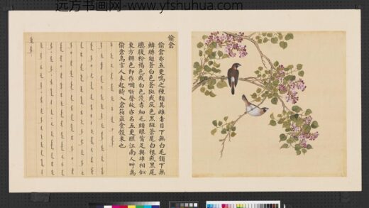 鸟谱（四）册偷仓.jpg