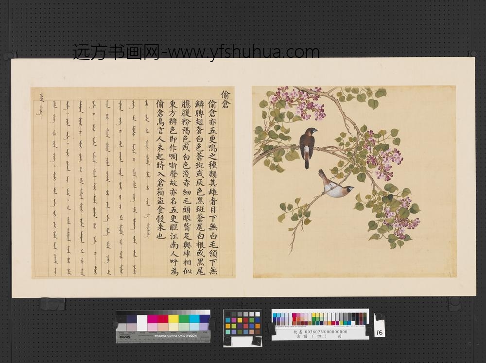 鸟谱（四）册偷仓