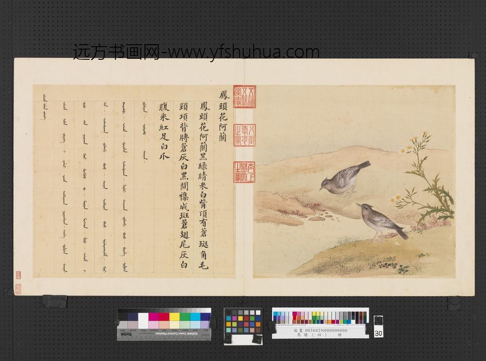 鸟谱（四）册凤头花阿兰