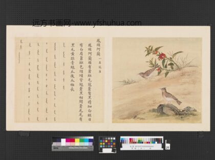 鸟谱（四）册凤头阿兰.jpg