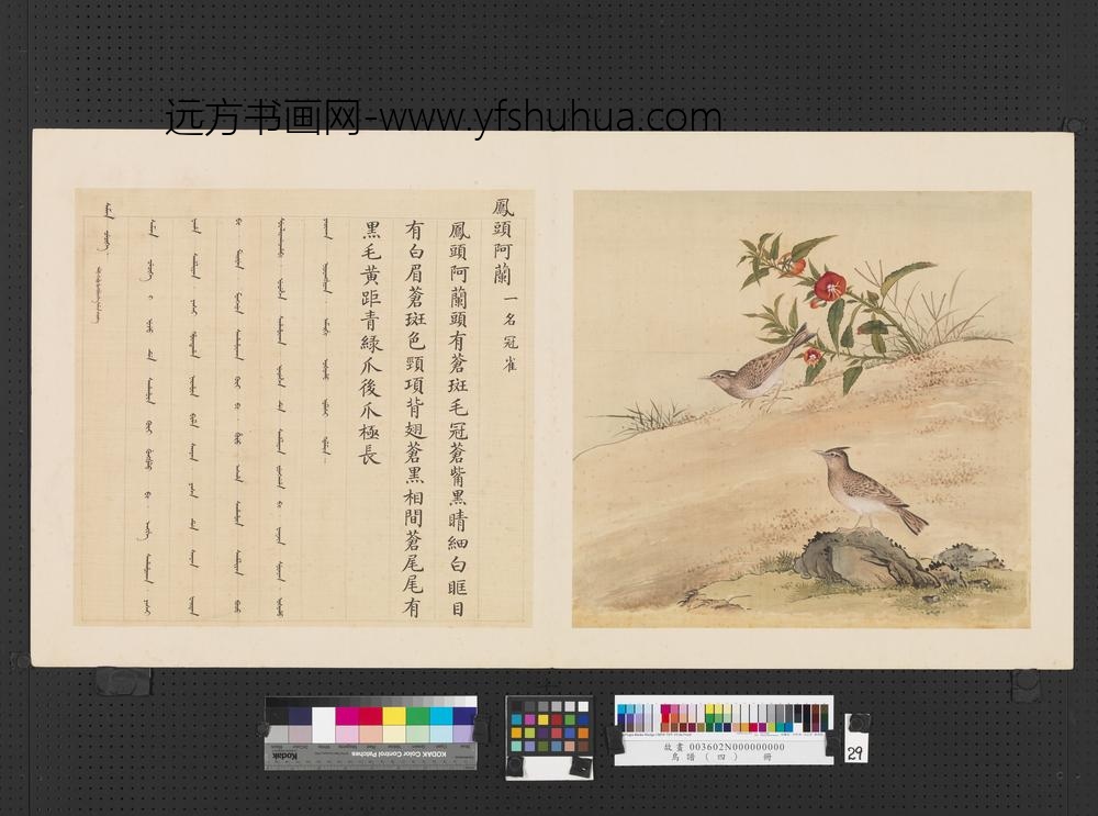 鸟谱（四）册凤头阿兰