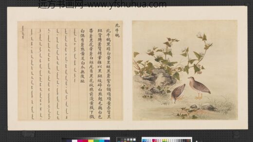 鸟谱（四）册北牛鹌.jpg