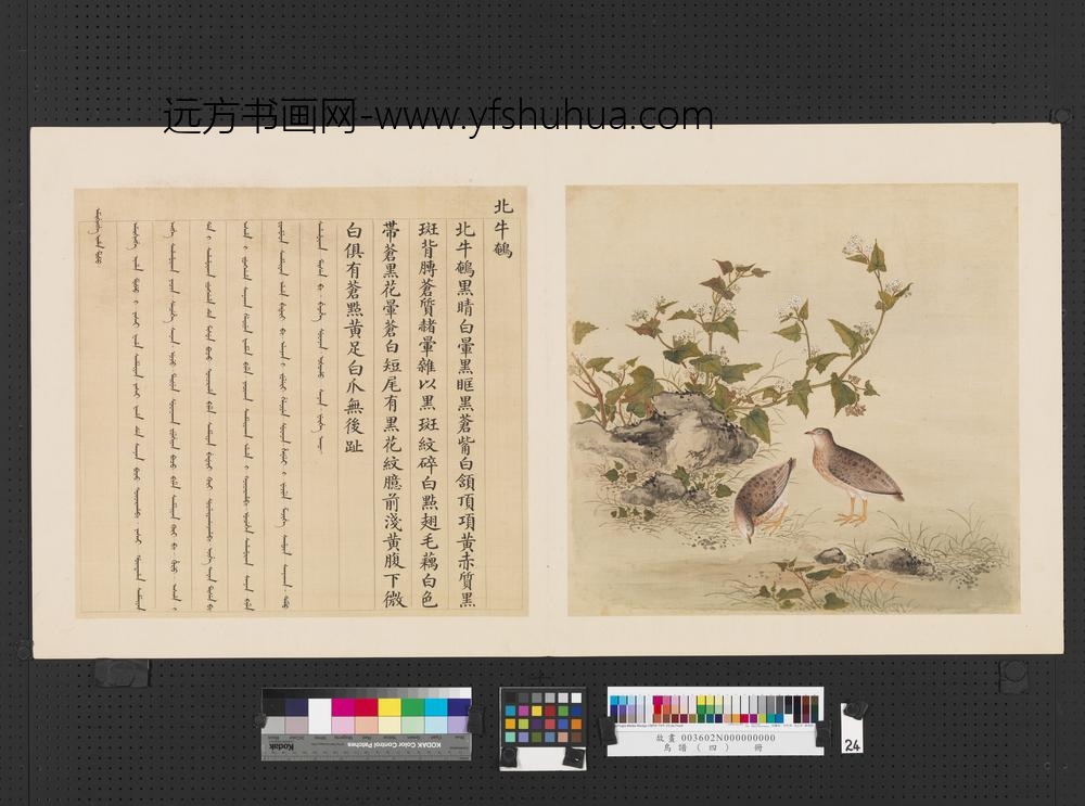 鸟谱（四）册北牛鹌