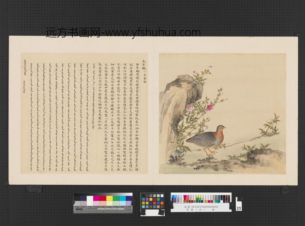 鸟谱（四）册南牛鹌