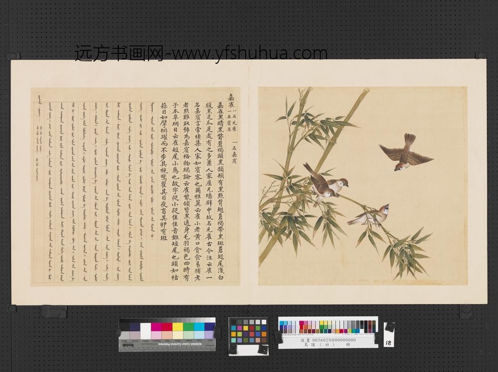 鸟谱（四）册嘉雀