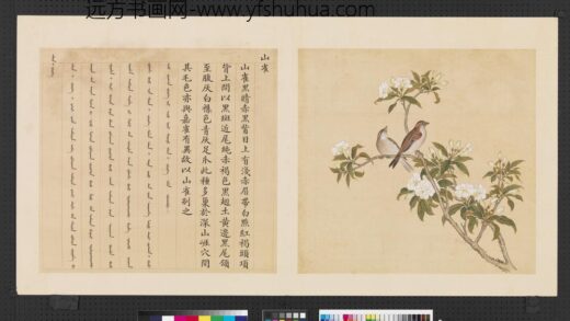 鸟谱（四）册山雀.jpg
