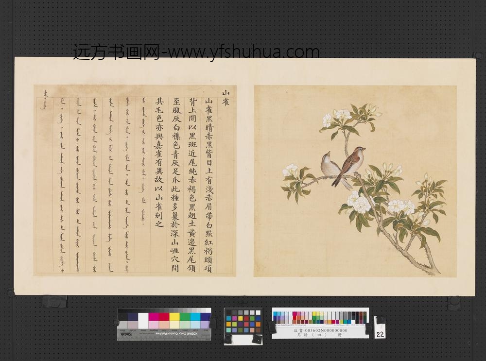 鸟谱（四）册山雀