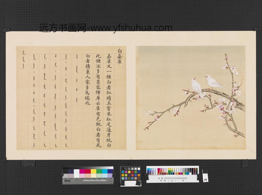 鸟谱（四）册白嘉雀