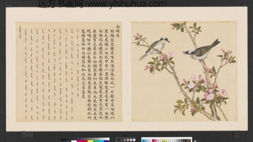 鸟谱（四）册白头翁.jpg