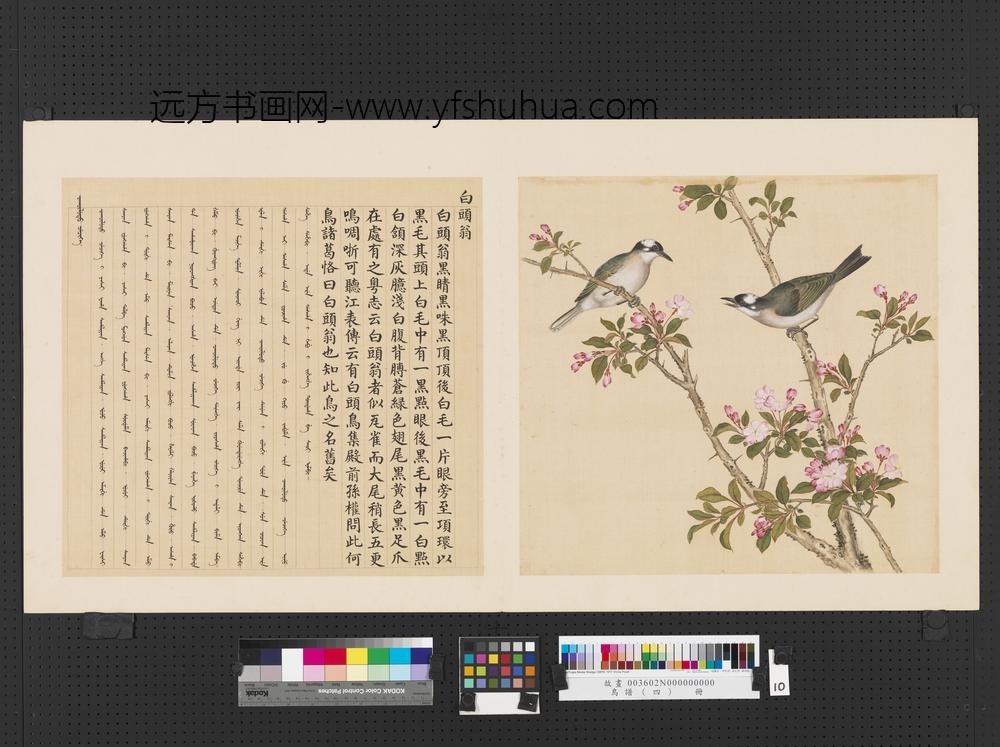 鸟谱（四）册白头翁