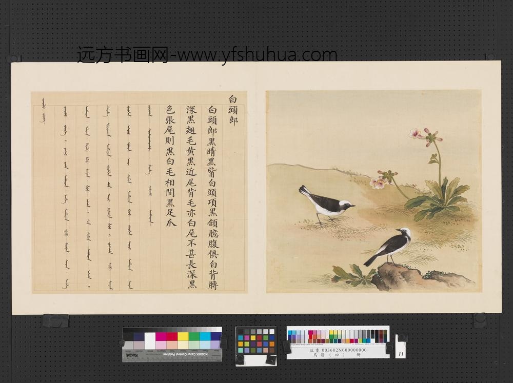 鸟谱（四）册白头郎