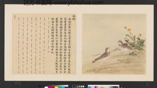 鸟谱（四）册白翎.jpg