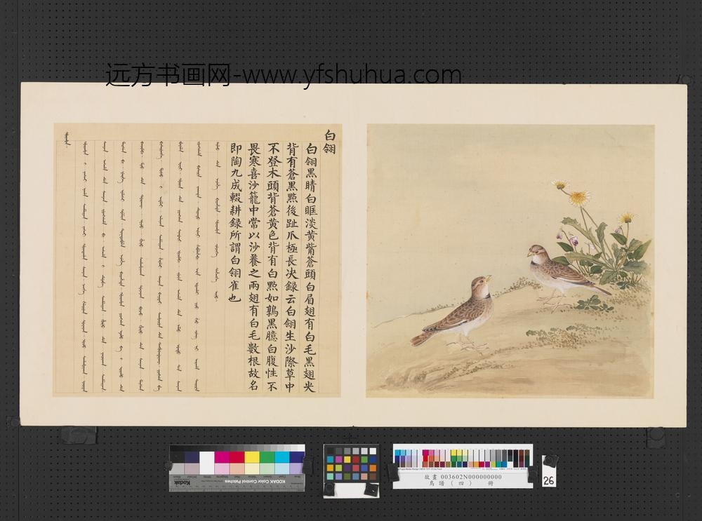 鸟谱（四）册白翎