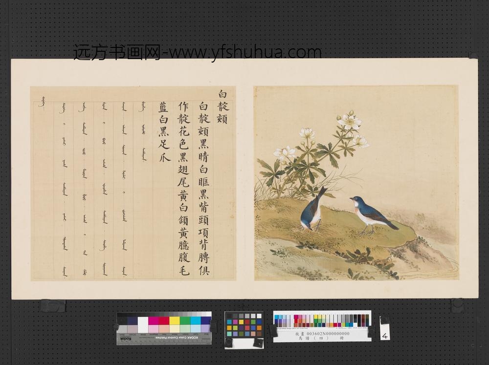 鸟谱（四）册白靛颏