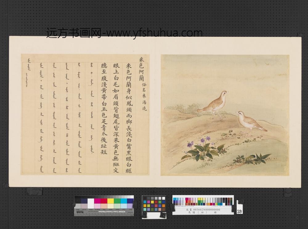 鸟谱（四）册米色阿兰