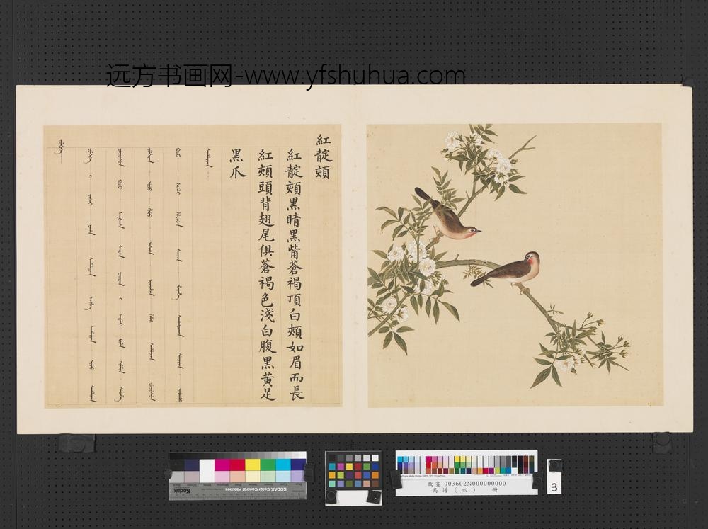 鸟谱（四）册红靛颏