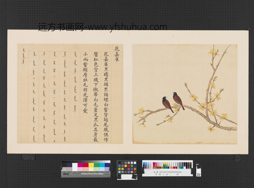 鸟谱（四）册花嘉雀